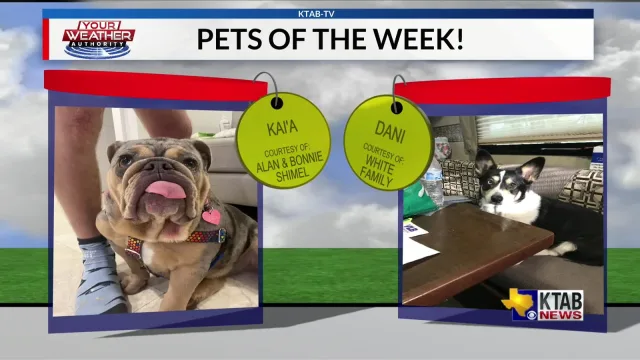 Danica Patrick pet mom Instagram update