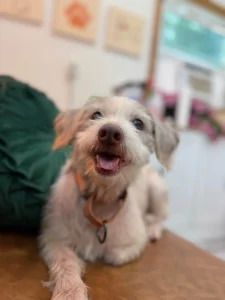 Connor Zilisch’s dad calls Alex Bowman’s pet adoption outreach “awesome” after Chicago event success