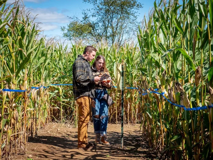 NASCAR Championship Weekend Corn Maze
